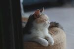 可爱的猫