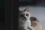 可爱的猫