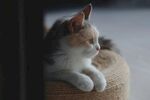 可爱的猫
