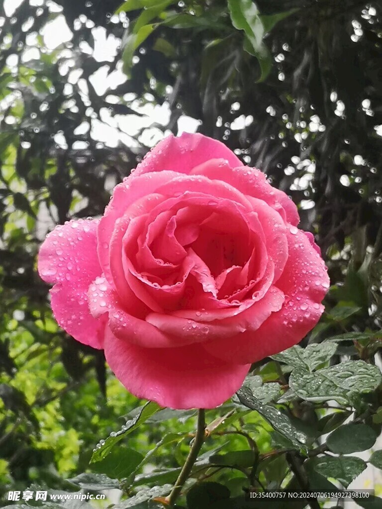 雨后的月季花