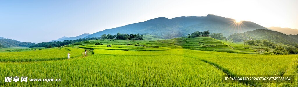 稻田田园风光全景