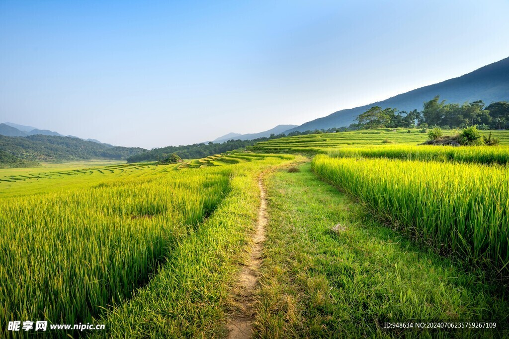 田间小路