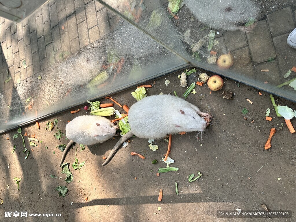 动物园风景  