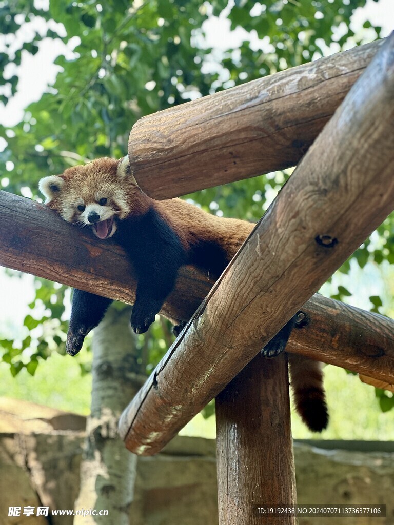 动物园风景  