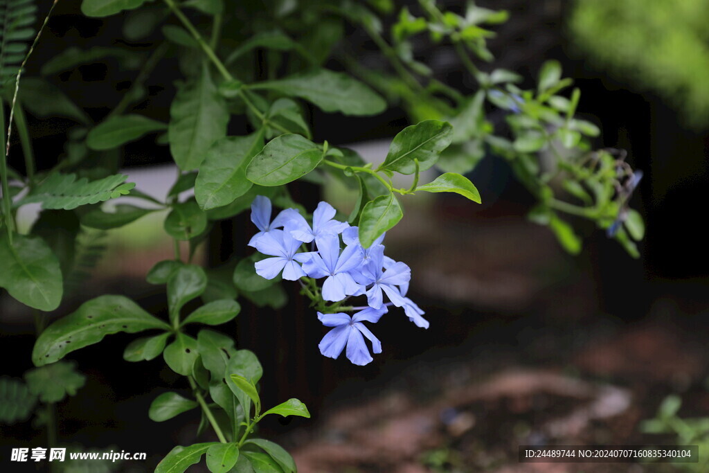 紫蓝色的花