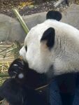 大熊猫