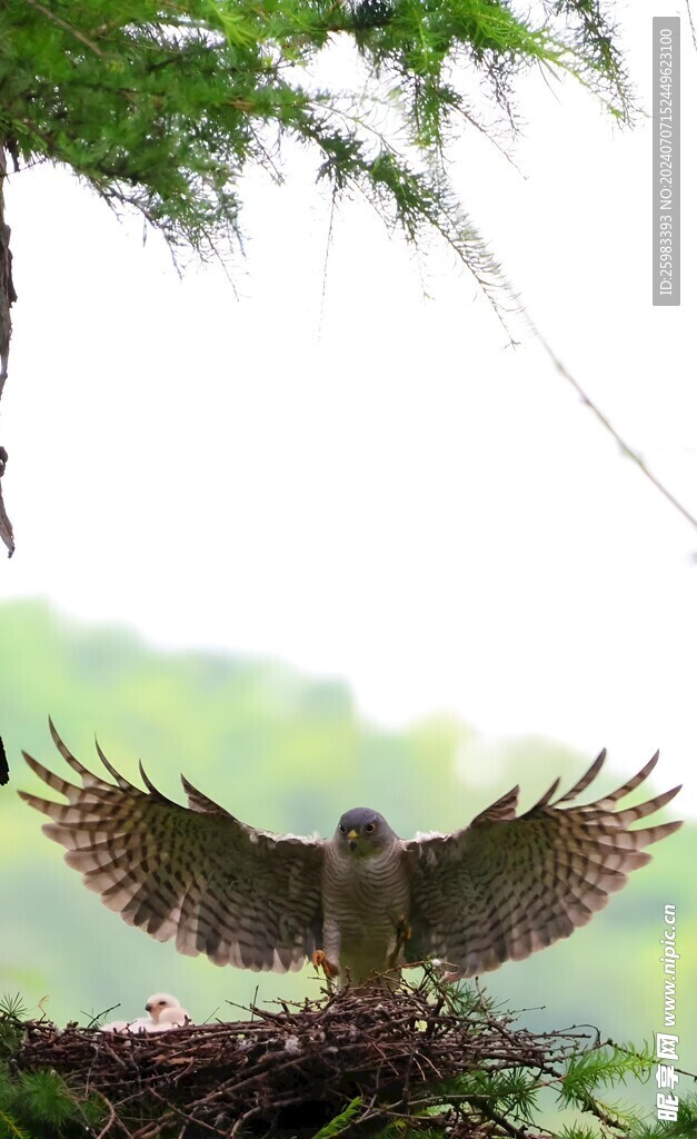 老鹰