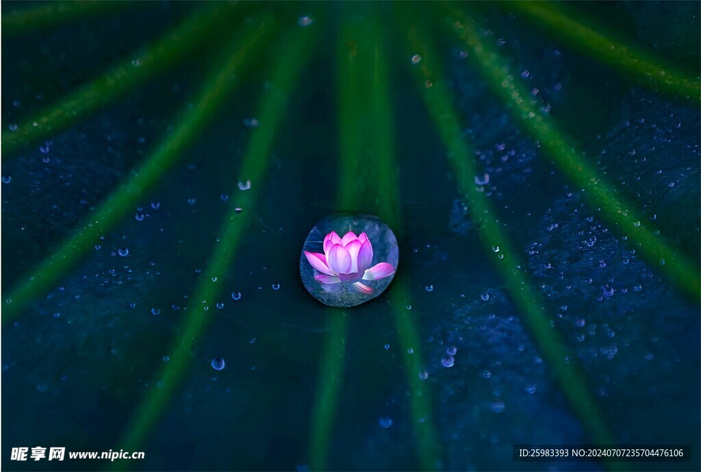 荷花