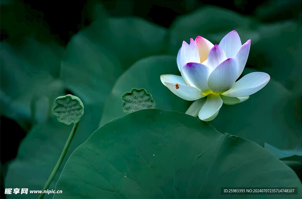 荷花