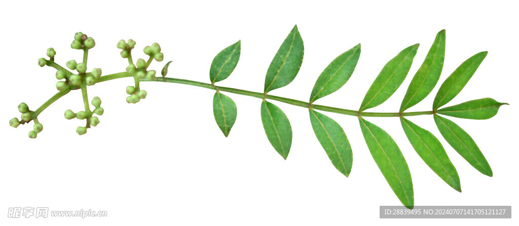小草
