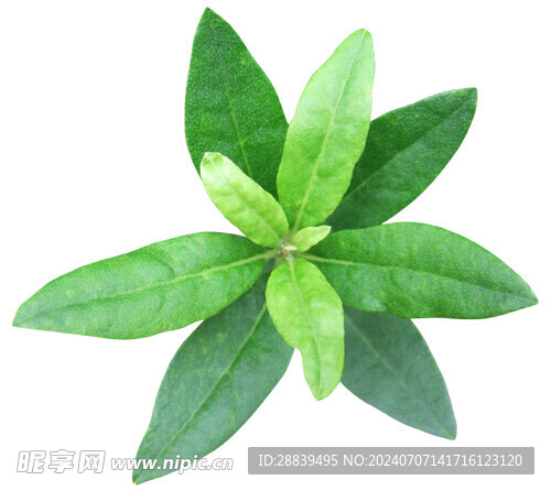 矢量草