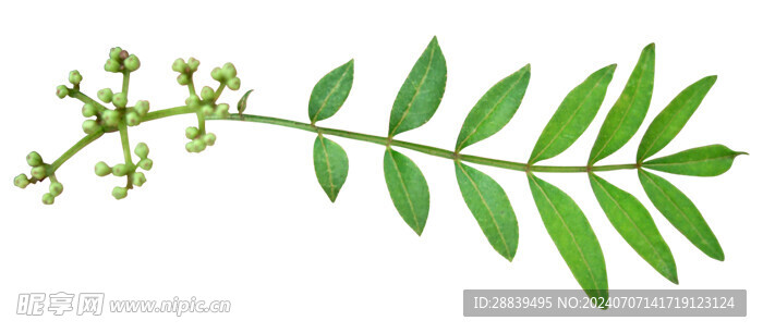 矢量草