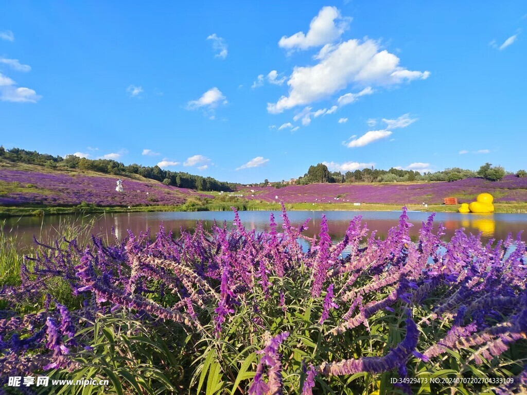 紫色的花