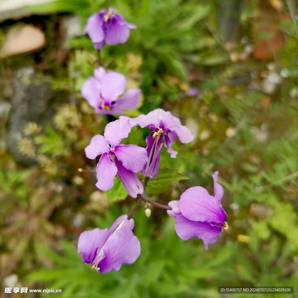 山花烂漫