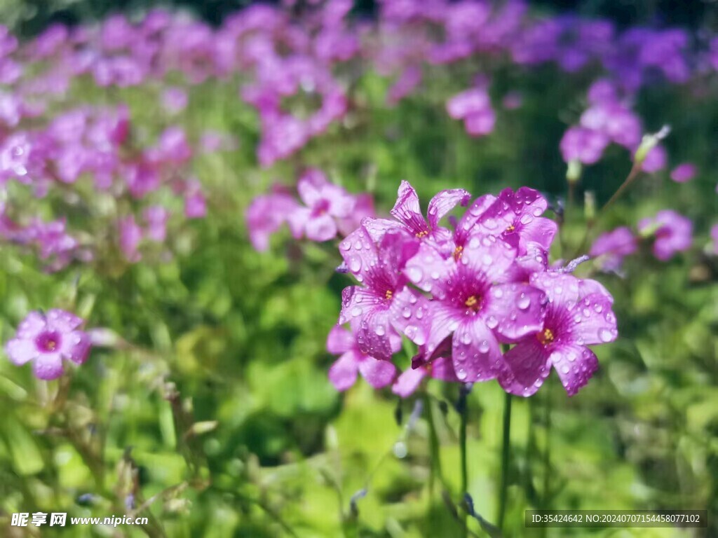 酢浆草