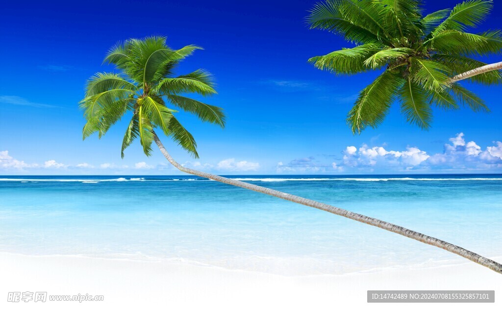 海边椰树