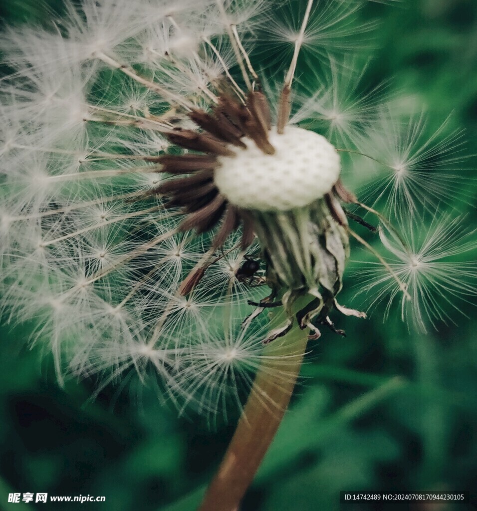 蒲公英