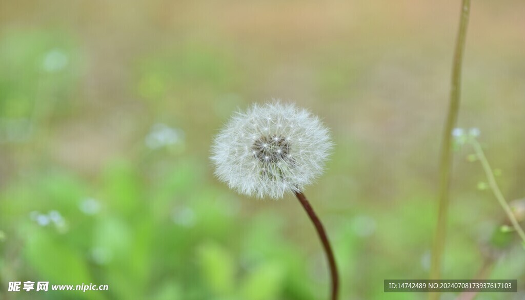 蒲公英