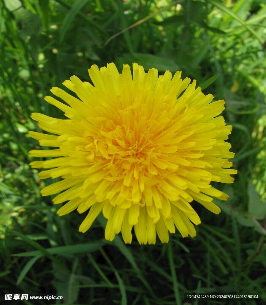 野菊花