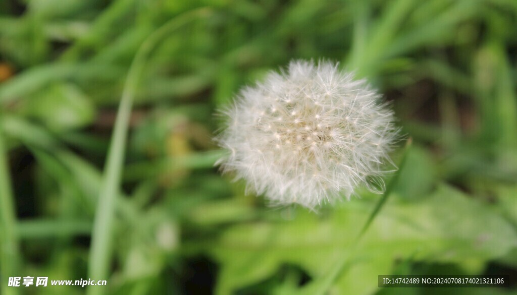 蒲公英
