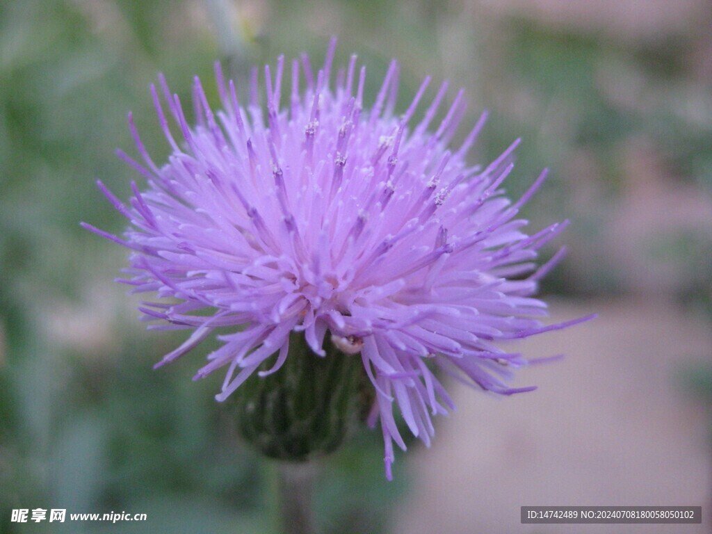 野菊花