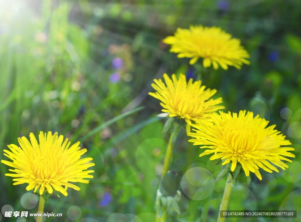 野菊花