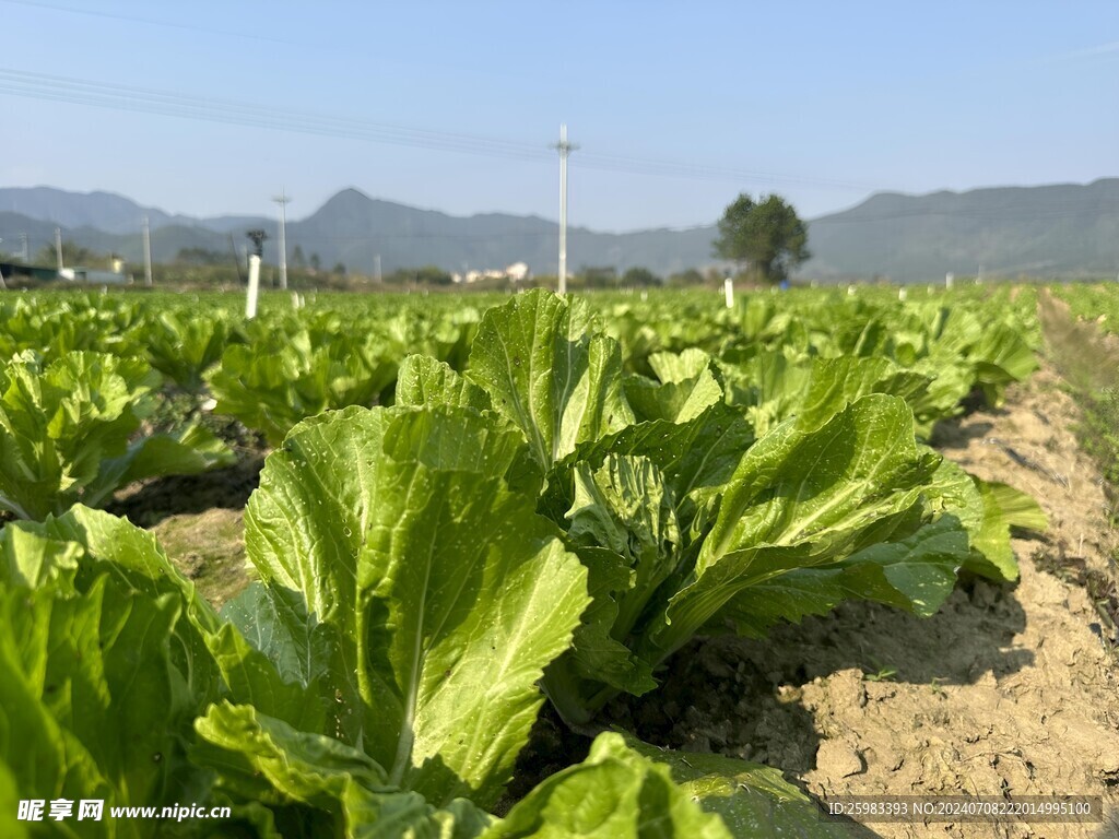 荠菜栽培 