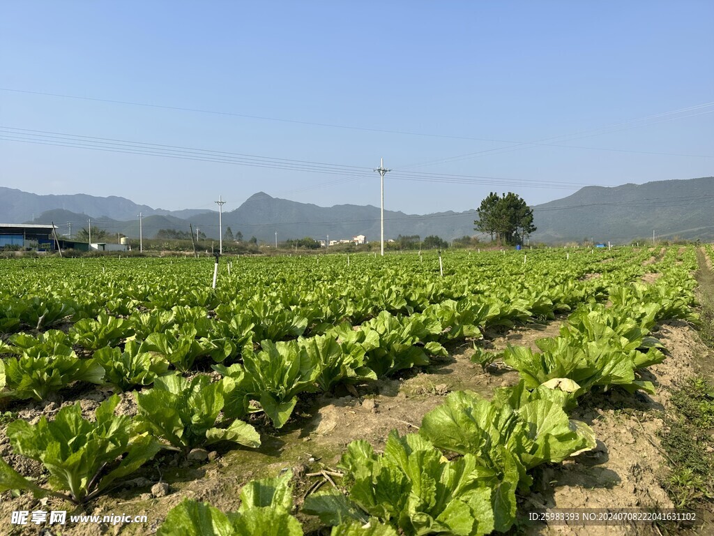 荠菜栽培