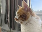 沉思猫