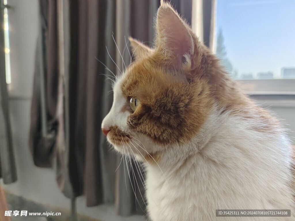 沉思猫