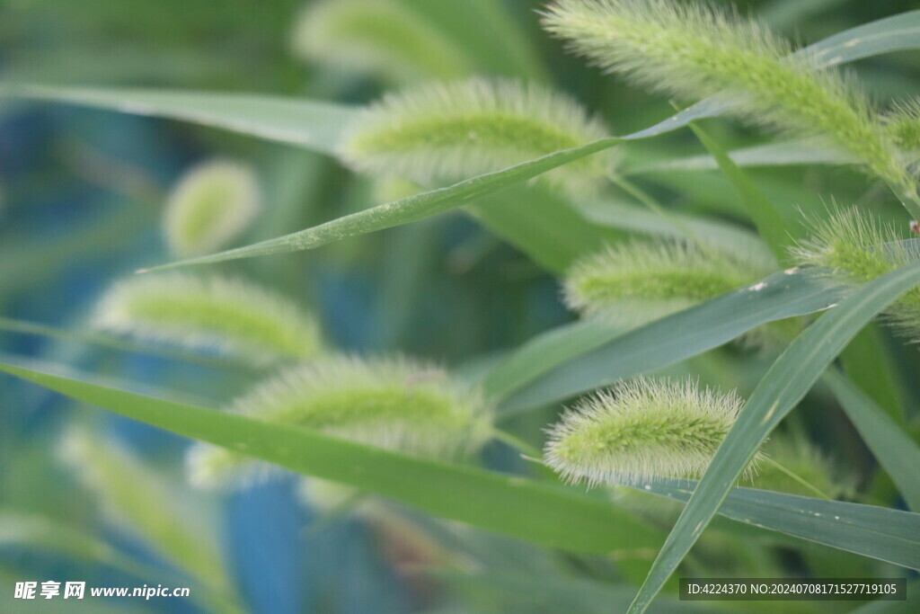 狗尾草