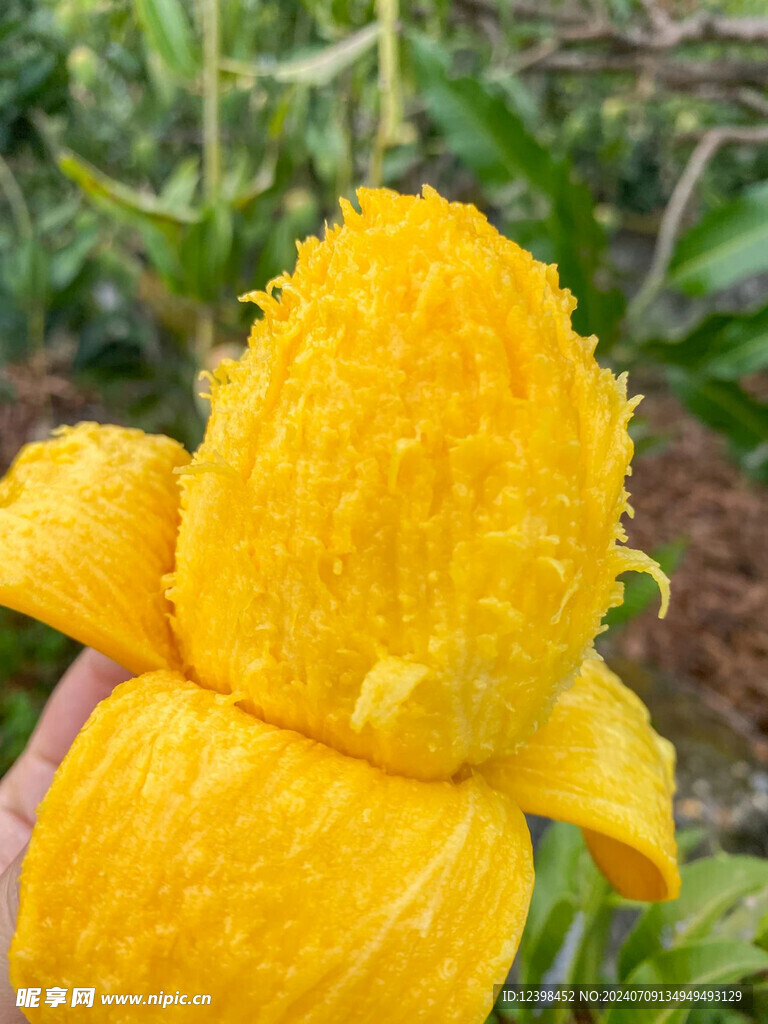 芒果