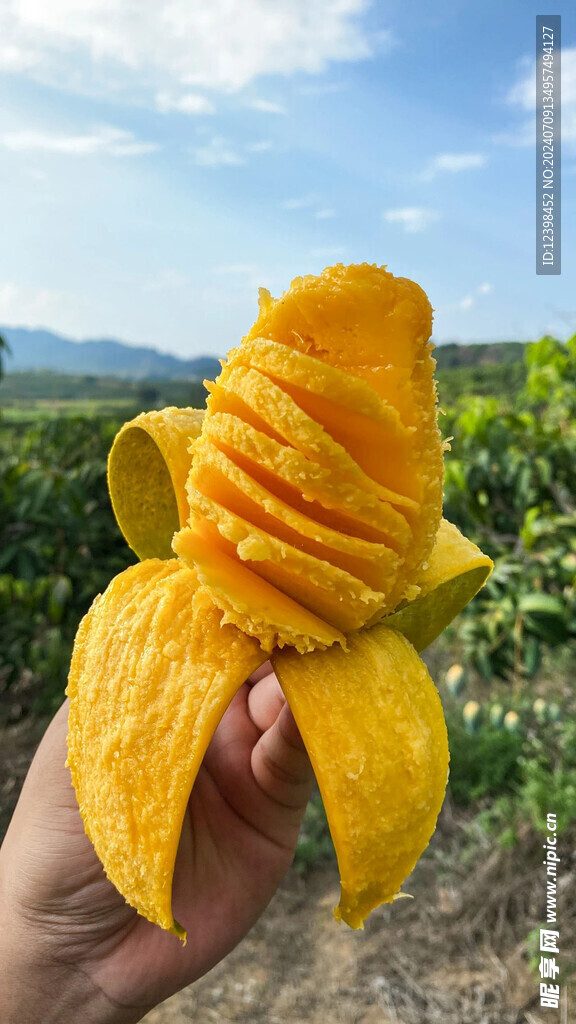芒果