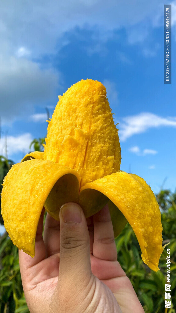 芒果
