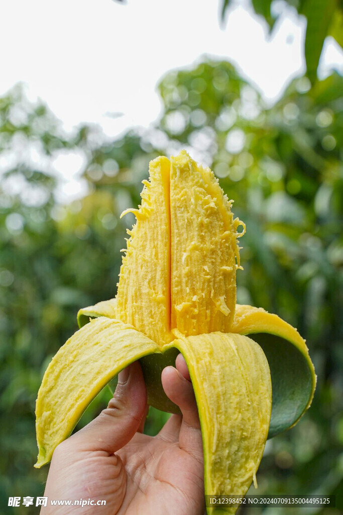 芒果