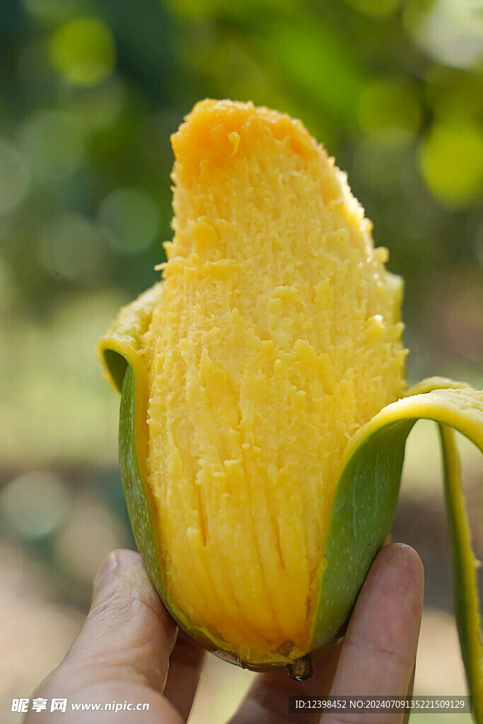芒果