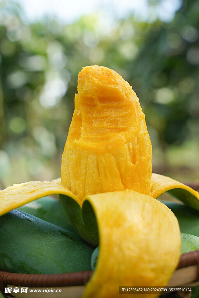 芒果