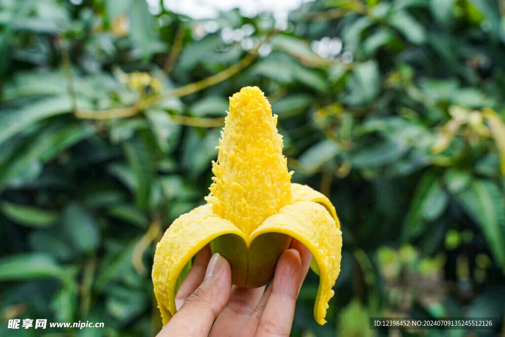芒果