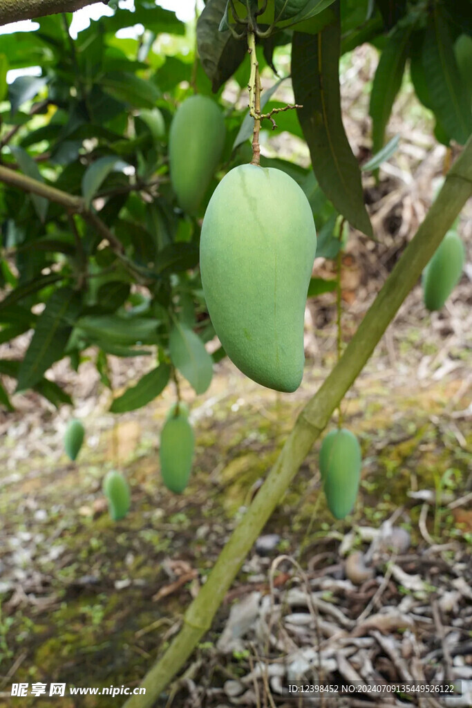 芒果