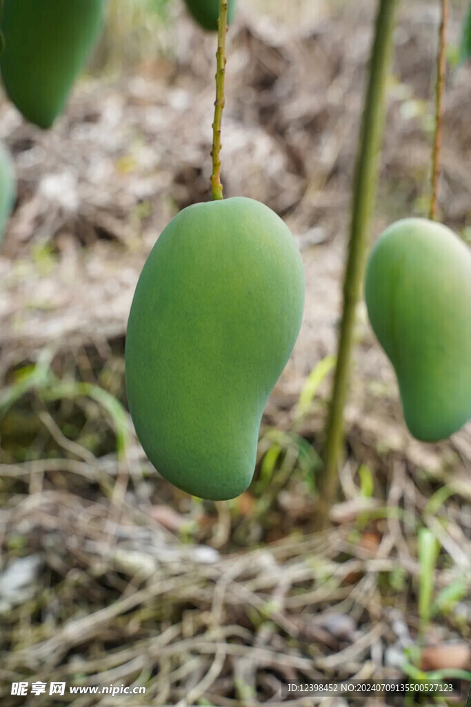芒果