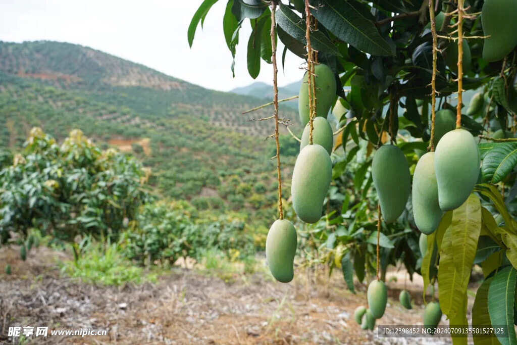 芒果