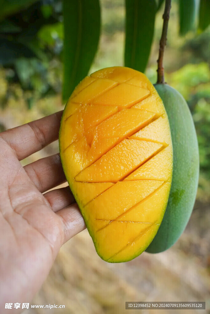 芒果