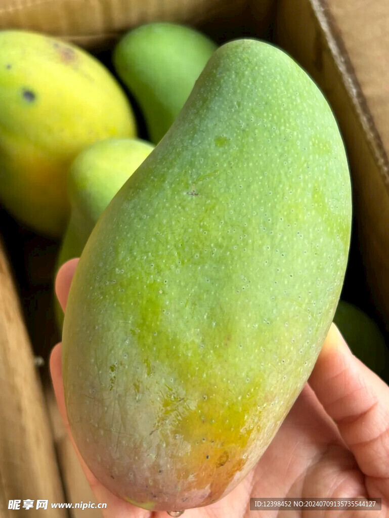 芒果