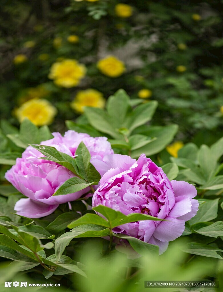 牡丹花