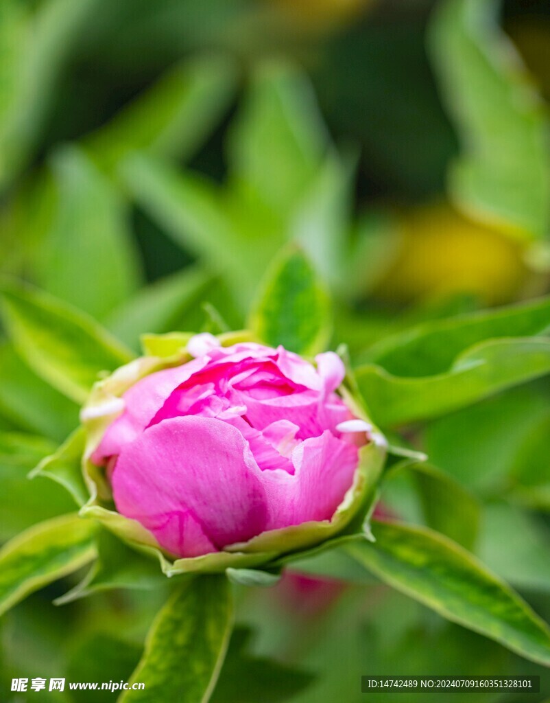 牡丹花