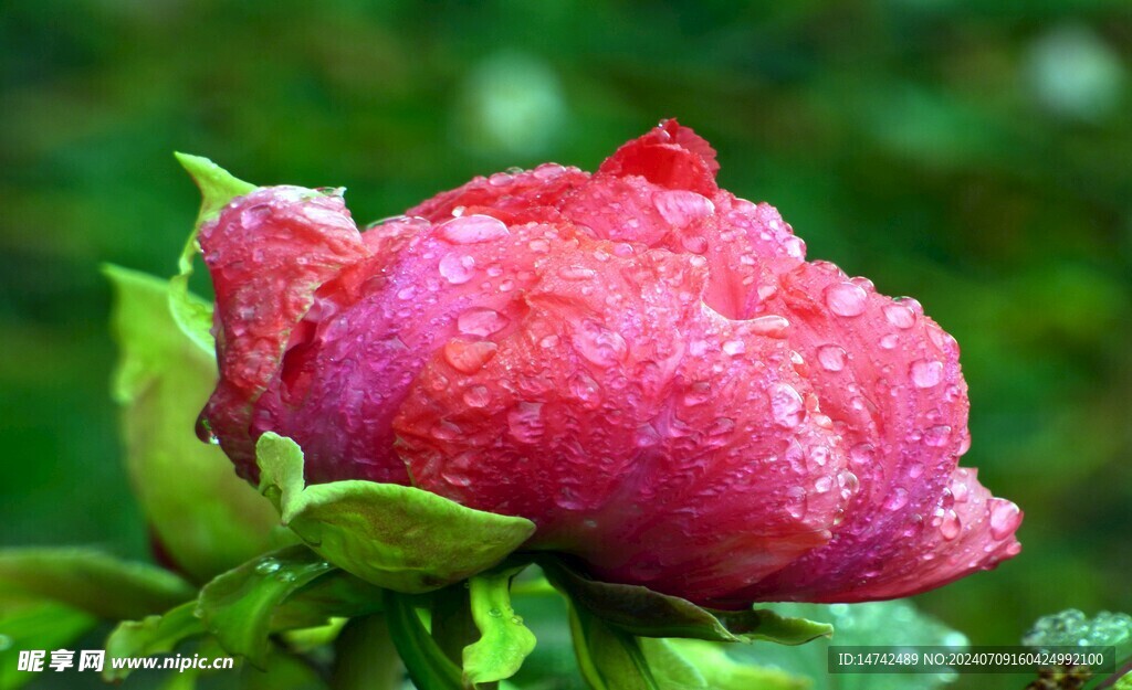 牡丹花