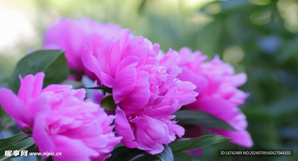 牡丹花