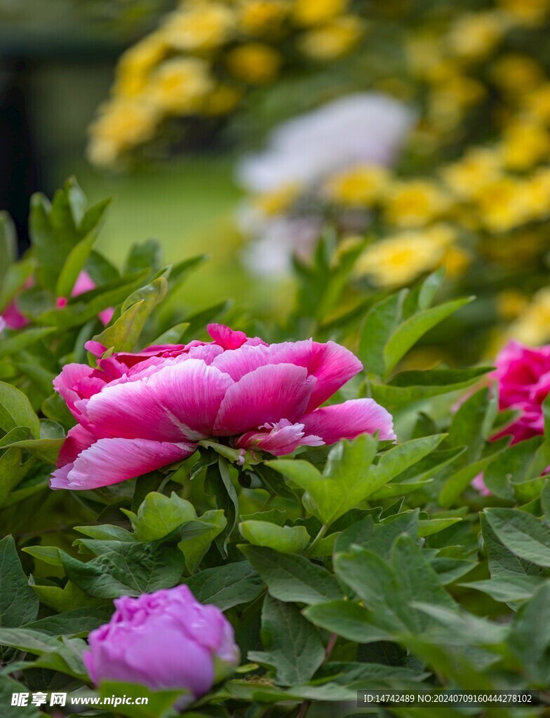 牡丹花