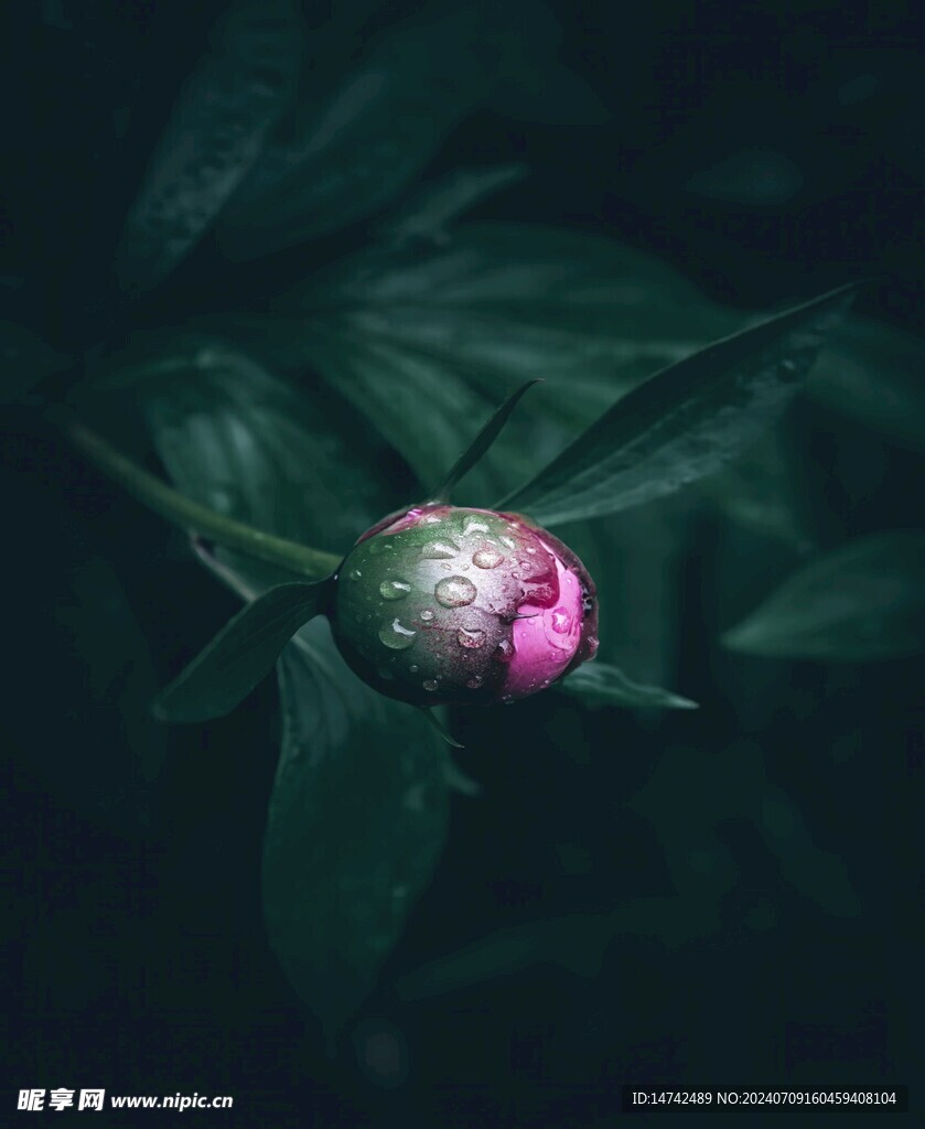 牡丹花