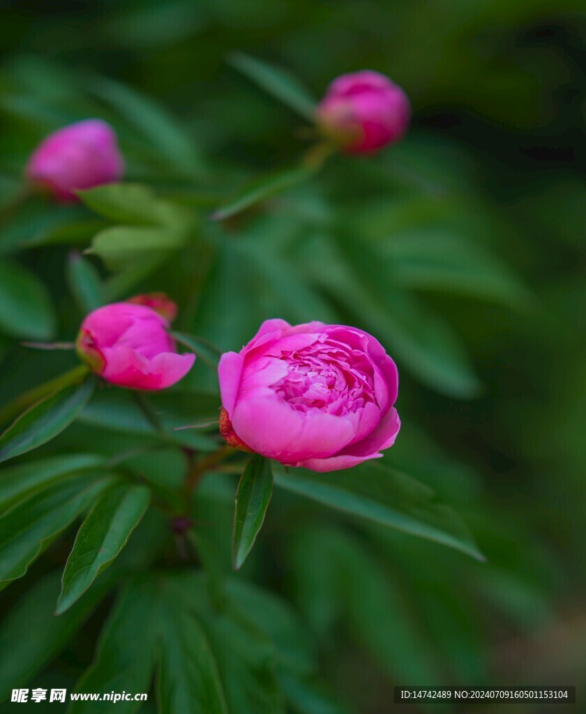牡丹花